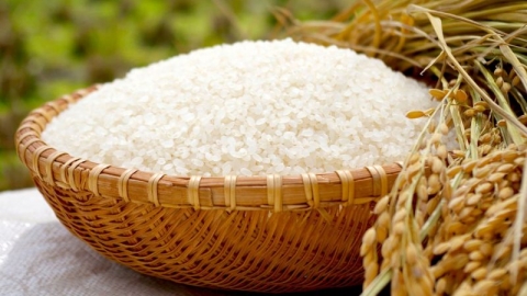 Giá lúa gạo hôm nay 11/5: Thị trường gạo giao dịch chậm, giá gạo xuất khẩu tăng 2-10 USD/tấn