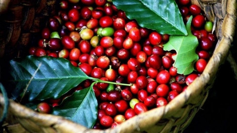 Giá cà phê hôm nay 12/5: Dao động quanh mốc 100.000 đồng/kg