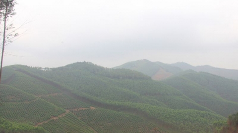 Bắc Giang: Chuyển hơn 27 ha rừng sản xuất sang mục đích khác để thực hiện 7 dự án