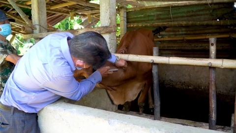 Thanh Hóa tăng cường kiểm soát dịch bệnh, bảo đảm an toàn cho đàn gia súc, gia cầm