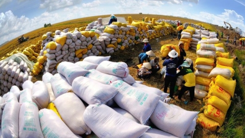 Xuất khẩu gạo Việt Nam: Doanh nghiệp làm gì để chào giá xuất khẩu gạo “được giá, được lượng”?