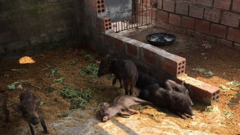 Quảng Ninh: Xuất hiện ổ dịch tả lợn châu Phi tại xã Tiền Phong (TX Quảng Yên)