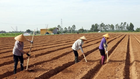 Bắc Ninh: Huyện Lương Tài phấn đấu gieo trồng hơn 5.000ha cây trồng vụ mùa năm 2024