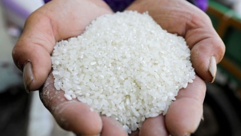 Giá lúa gạo hôm nay 4/6: Giá gạo tăng 100 - 150 đồng/kg
