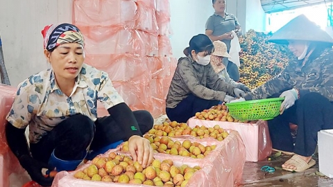 Bắc Giang: Tiêu thụ 35 nghìn tấn vải thiều sớm giá cao