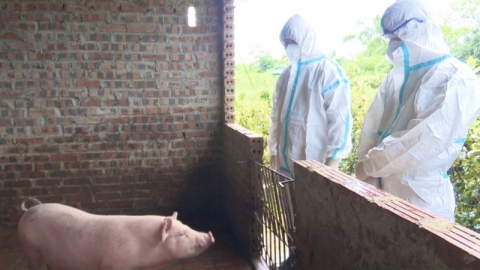 Xuất hiện bệnh dịch tả lợn Châu Phi ở 4 xã của huyện Hải Hà