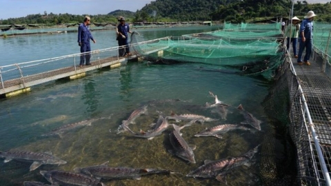 Việt Nam lọt TOP 10 nước có sản lượng cá tầm lớn nhất thế giới