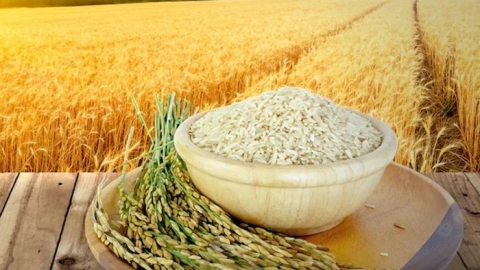 Giá lúa gạo hôm nay 4/7: Giá gạo tăng 100 đồng/kg