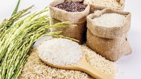 Giá lúa gạo hôm nay 1/7: Giá gạo giảm 100 đồng/kg