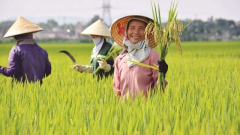 Những chính sách nào hỗ trợ người nông dân trồng lúa 'đứng vững' trước rủi ro?