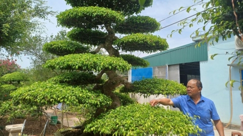 Nghệ nhân nhà vườn Bách Thuận – một đời tâm huyết với nghề