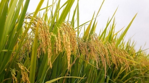 Giá lúa gạo hôm nay 27/7: Thị trường gạo tăng nhẹ