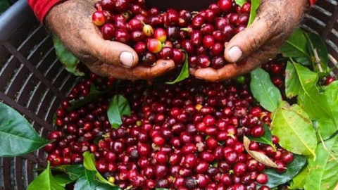 Giá cà phê xuất khẩu trung bình của Việt Nam sang Anh tăng 68,4%