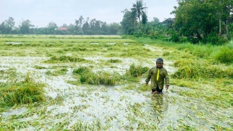 Bão số 3: Hàng chục ngàn ha đất nông nghiệp có thể bị ngập úng