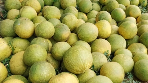 Bưởi Soi Hà được xuất khẩu sang thị trường Anh