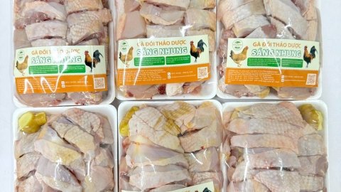 Xây dựng thương hiệu OCOP cho gà thảo dược Sáng Nhung