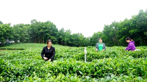 Thái Nguyên có thêm 29 mã số vùng trồng được cấp mới trong năm 2024