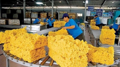 Giá cao su ngày 6/8: Duy trì đà tăng tại SGX, phân hóa mạnh trên sàn Tocom