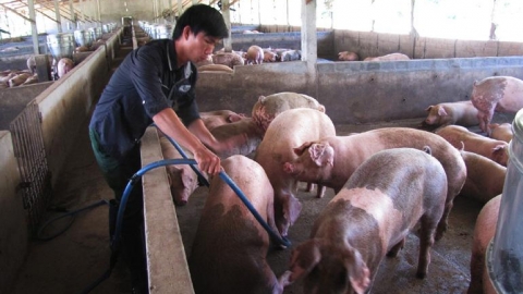 Giá heo hơi hôm nay 18/7: Cao nhất 67.000 đồng/kg