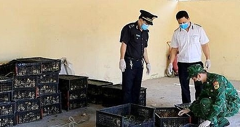 Lực lượng hải quan Lạng Sơn thu giữ hơn 6.000 con gà giống nhập lậu