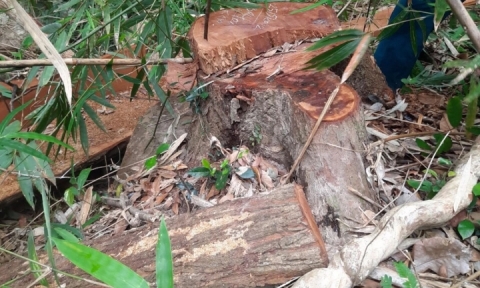 Kỷ luật cảnh cáo tập thể và cá nhân để mất gỗ rừng