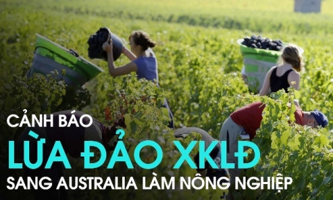 Ngăn chặn tình trạng lừa đảo đưa lao động Việt Nam qua Australia làm việc trong ngành nông nghiệp
