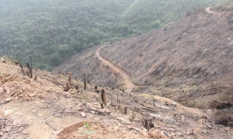 Bắc Giang: Để xảy ra chặt phá rừng tự nhiên trái phép, nhiều cán bộ bị xử lý, kỷ luật