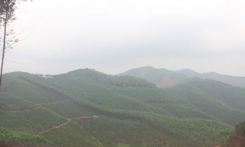 Bắc Giang: Chuyển mục đích sử dụng rừng để thực hiện 8 dự án