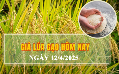 Giá lúa gạo hôm nay ngày 12/4: Giá gạo bình ổn, lúa tươi vững giá