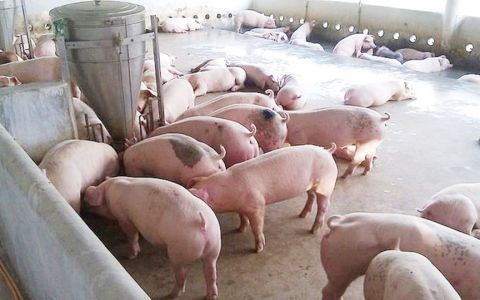 Giá heo hơi hôm nay 7/1: Giá cao nhất tại miền Bắc 70.000 đồng/kg