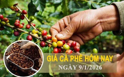 Giá cà phê hôm nay 9/1: Cà phê nội địa giảm 1.000 đồng/kg, Robusta thế giới lao dốc