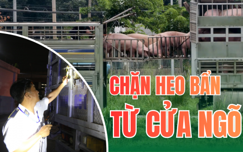 Những người giữ an toàn cho bữa ăn của 14 triệu dân TP.HCM - Kỳ 1: Cuộc mật phục trong đêm, chặn 35 tấn heo chứa chất cấm