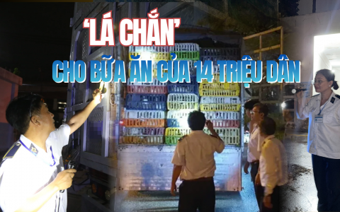 Những người giữ an toàn cho bữa ăn của 14 triệu dân TP.HCM - Kỳ 3: Kiên quyết không để heo nhiễm chất cấm lên bàn ăn