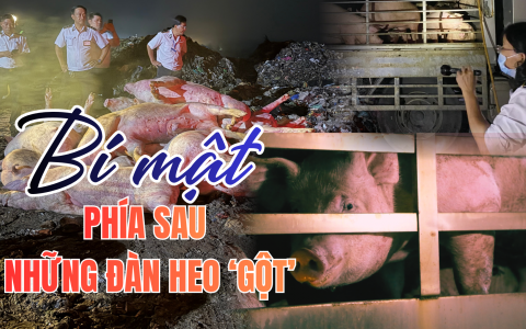 Những người giữ an toàn cho bữa ăn của 14 triệu dân TP.HCM - Kỳ cuối: Heo "gột", heo "quay đầu" và những khoảng trống trước bữa ăn của người dân