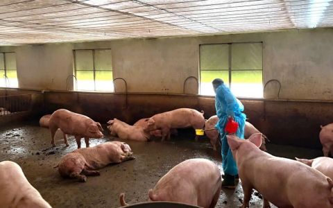 TP.HCM yêu cầu mở rộng điều tra vụ hơn 10.000 tấn heo sử dụng chất cấm