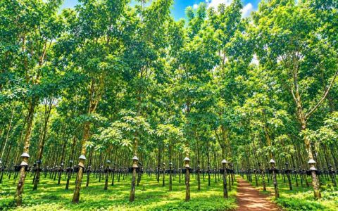 Giá cao su hôm nay 29/10: SHFE và SGX đồng loạt tăng