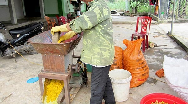Nông dân Nghệ An trồng nghệ và chế biến tinh bột cho thu nhập 700 triệu đồng/ha