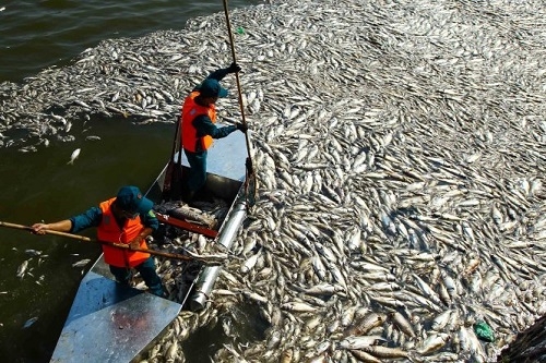 Công bố 4 nguyên nhân khiến cá ở các hồ Hà Nội chết hàng loạt