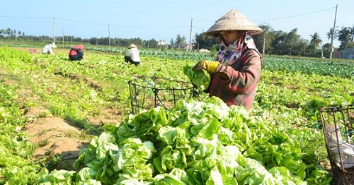 Xây dựng tỉnh Hòa Bình thành địa bàn cung ứng sản phẩm nông nghiệp sạch