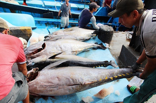 Ngư dân Khánh Hòa và Bình Định phấn khởi trúng đậm mẻ cá ngừ đại dương