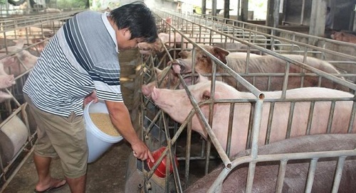 Giá thịt lợn liên tục giảm khiến nhiều hộ chăn nuôi như “ngồi trên đống lửa”