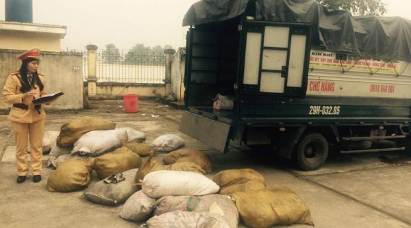 Thanh Hóa: Bắt giữ hơn 2 tấn bì lợn thối