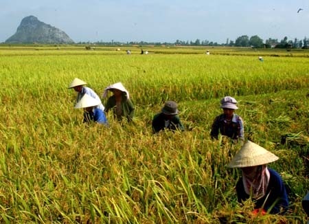 An Giang thực hiện lộ trình xây dựng vùng nguyên liệu lúa gạo
