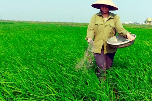 Mỗi năm Việt Nam tiêu thụ khoảng 11 triệu tấn phân bón