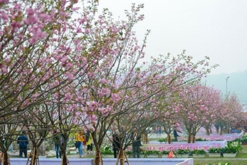 10.000 cành hoa anh đào Nhật Bản “nở rộ” giữa đất trời Thủ đô