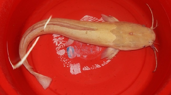 Đà Nẵng: Đầu năm mới bắt được cá trê vàng nặng gần 2 kg