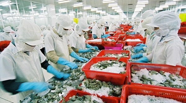 Doanh nghiệp Việt gặp khó vì quy định cấm nhập khẩu tôm của Úc