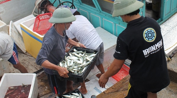 Hà Tĩnh: Sau tết, ngư dân lại hối hả ra khơi bám biển