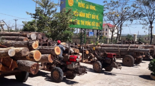 Gia Lai: Bắt giữ 14 xe công nông chở gỗ trái phép