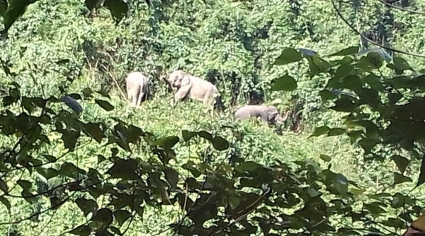 Quảng Nam: Phát hiện đàn voi rừng ở bìa rừng